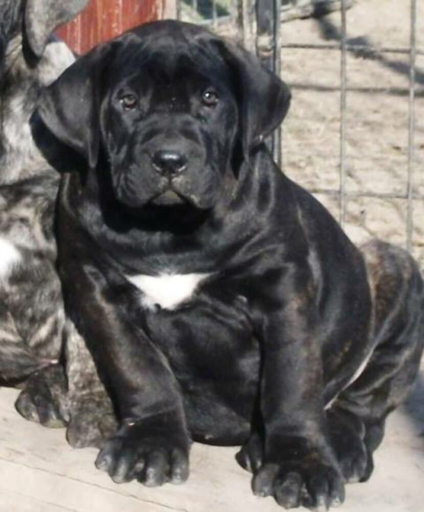 BOSS BULL CANARIO MONNA 1