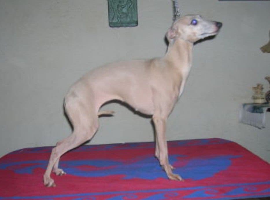 Delphie Despinida Des Princes De Minos 1