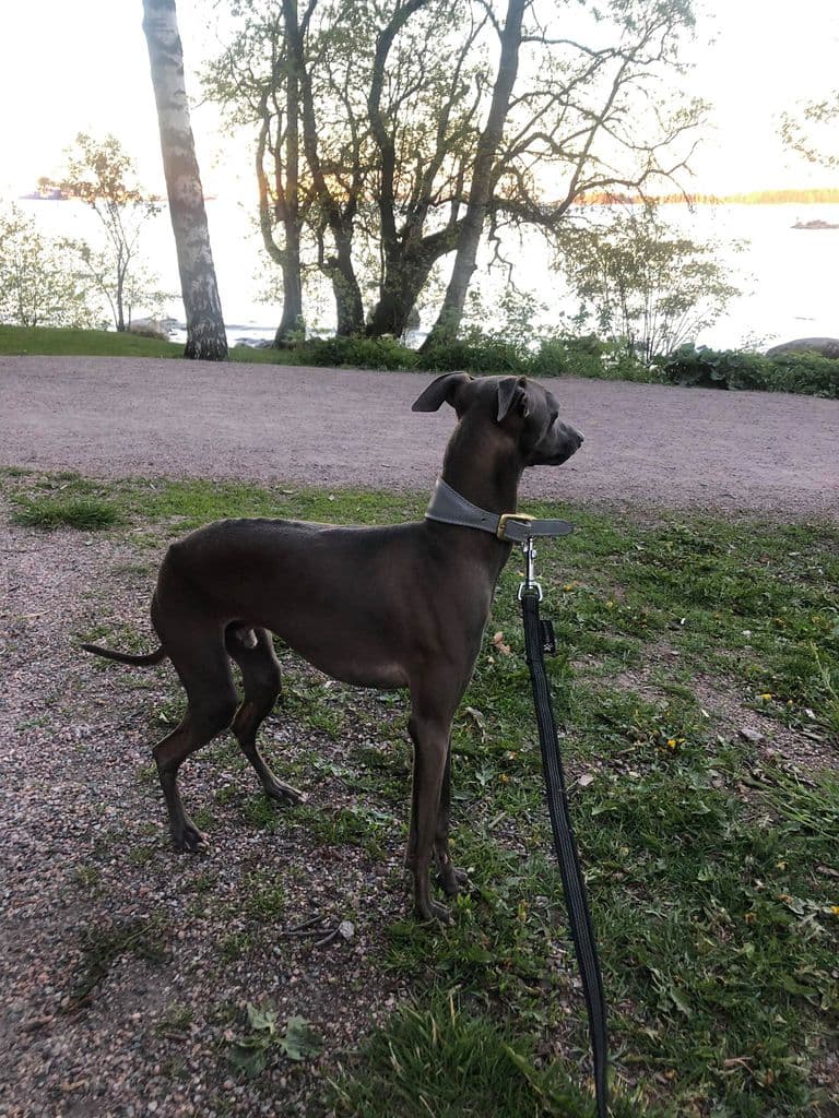 Pikkuneidin Cooper-Ruudolf 1