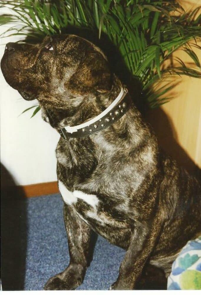 NAST DE NIVARIA SUR (GROVER) 1