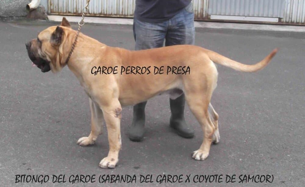 BITONGO DEL GAROE 1