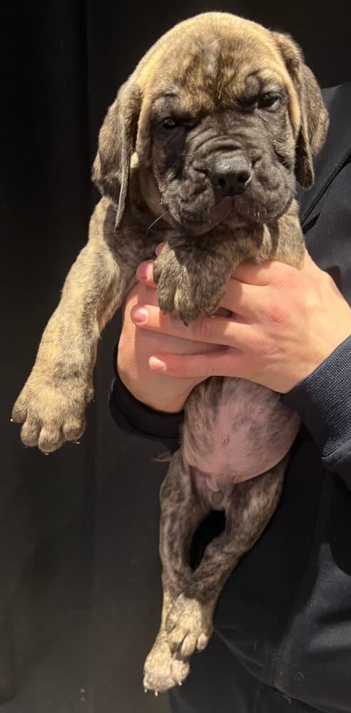 DROGO DEL CANARIO 1