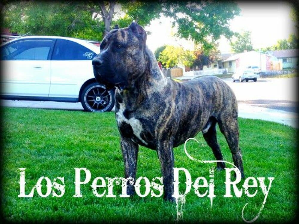 LOS PERROS DEL REY BRAVO 1