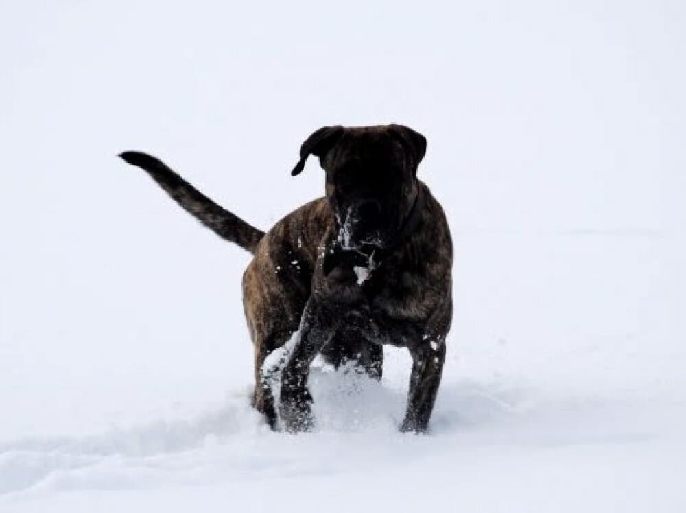 R-CHATO PERROS DE PRESA 1