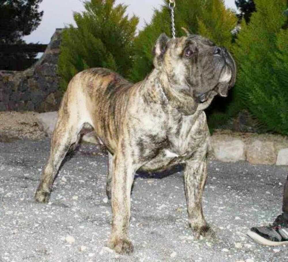 ARMAND DE CORDOGCAN 1