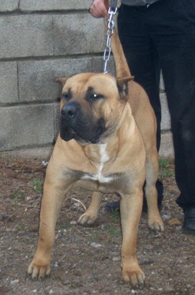 TIRSON DE GAROEBULLDOG 1