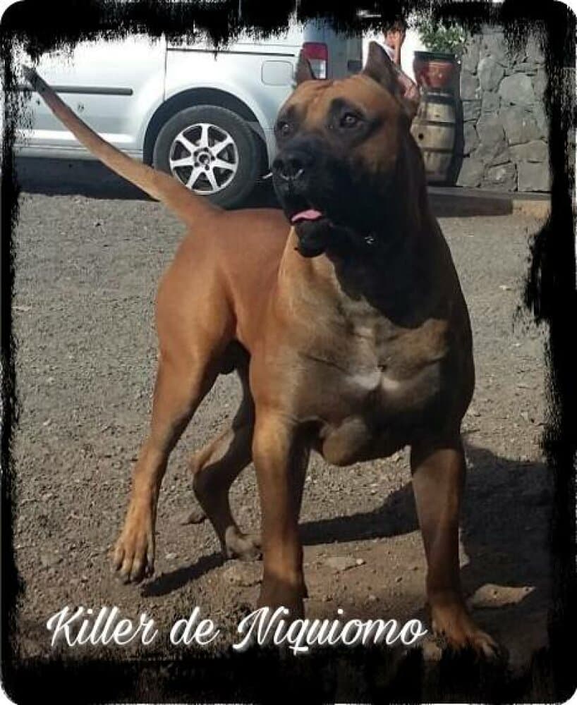 KILLER DE NIQUIOMO 1