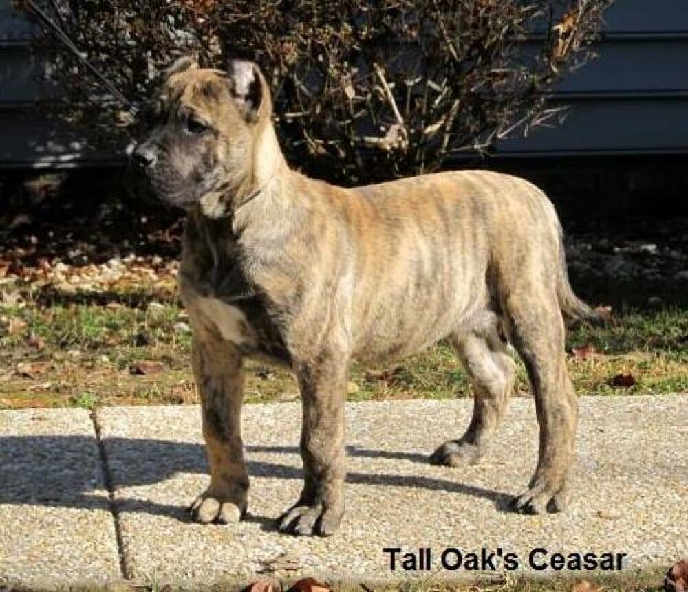 CEASAR OF TALL OAKS 1