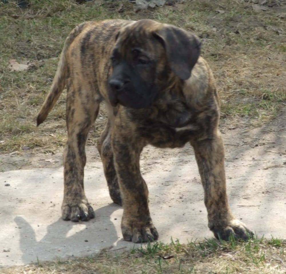 OCTANE BALUARTE DE LOS PERROS 1