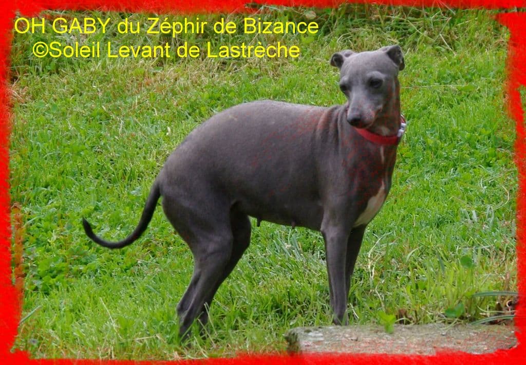Oh Gaby Du Zéphyr De Bizance 1