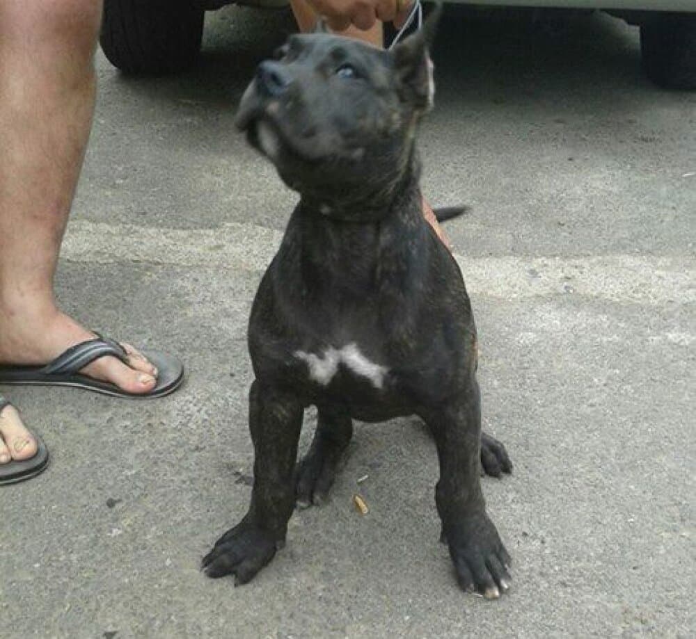 MAGADO DE PERRO DE LA TIERRA 1