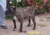 Leon de Presacanario2000 1