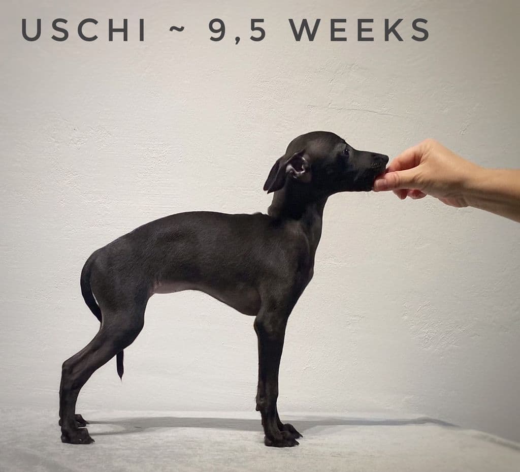 Greytoday Uschi 1
