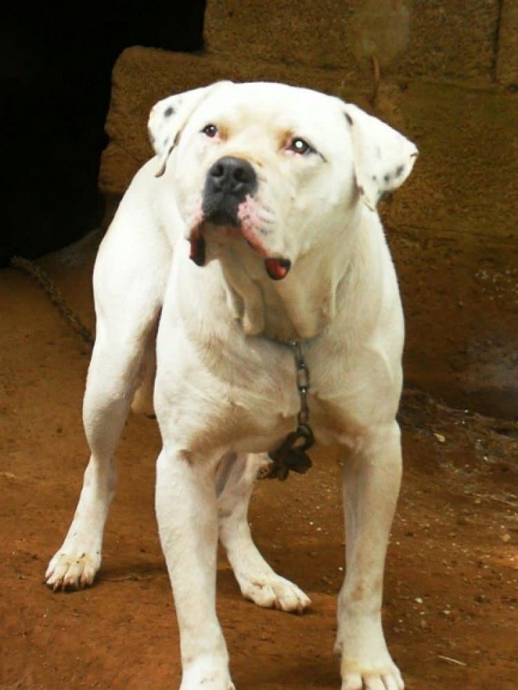 GUSTAVO DE PRESA CAN 1