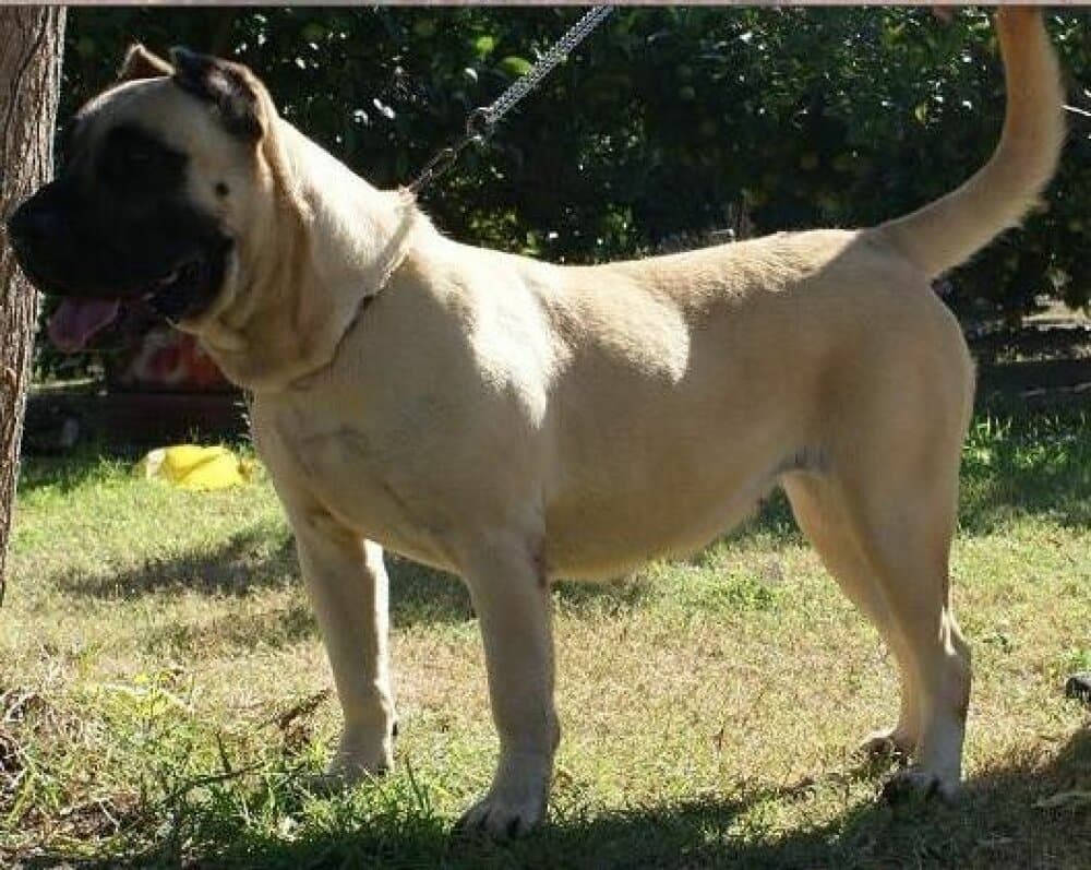 JARAY DE BARNACAN BULL 1