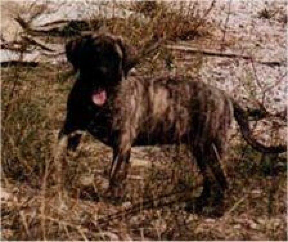GOLILA DE BARNACAN BULL (GORILA) 1