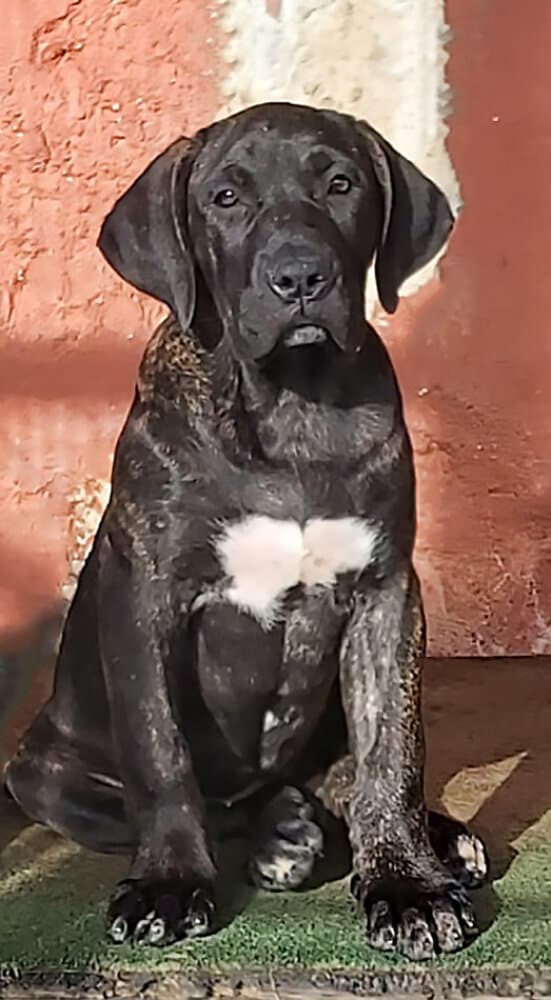 ARAYA DE BREVIERCAN 1