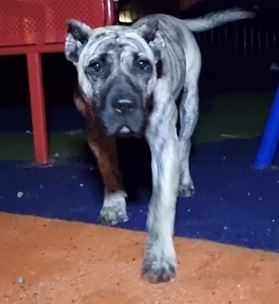 SASHA PRESA GANG KENNEL 1