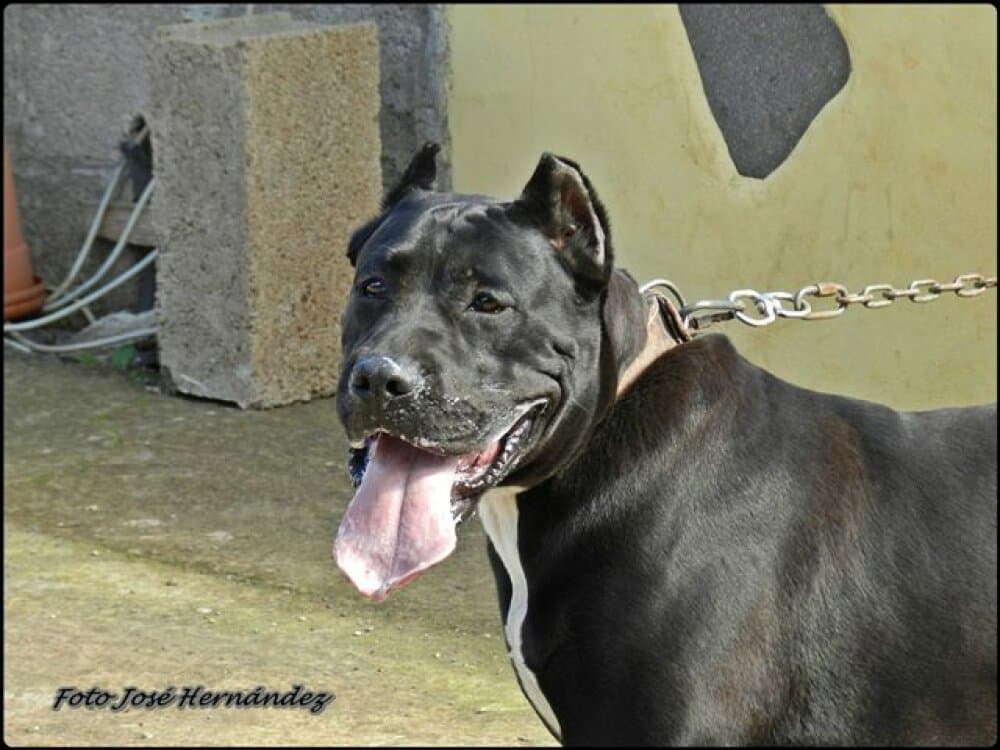 MORO DE RUCADEN 1