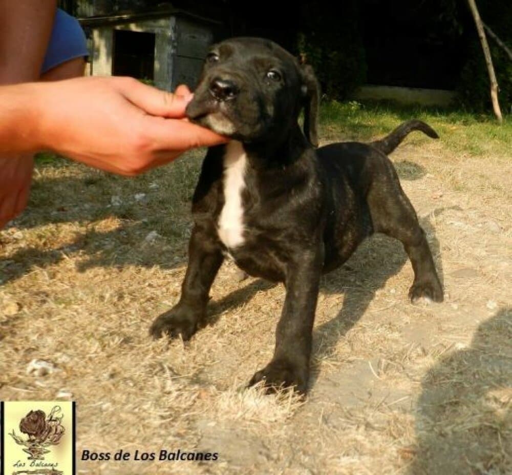 BOSS DE LOS BALCANES 1