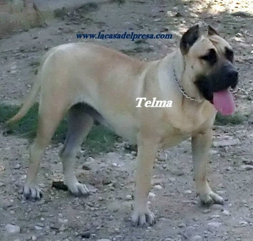 TELMA DE CASA DEL PRESA 1