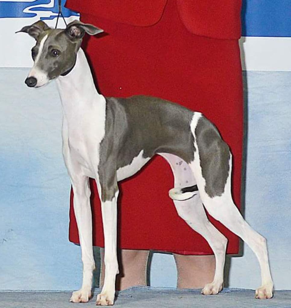 Divine Cave Canem 1