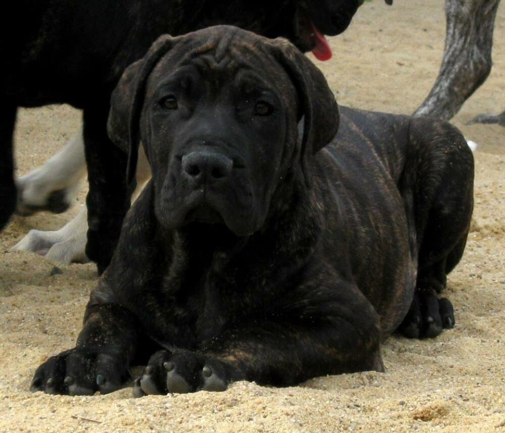 MACHACO CABALLERO CANARIO 1