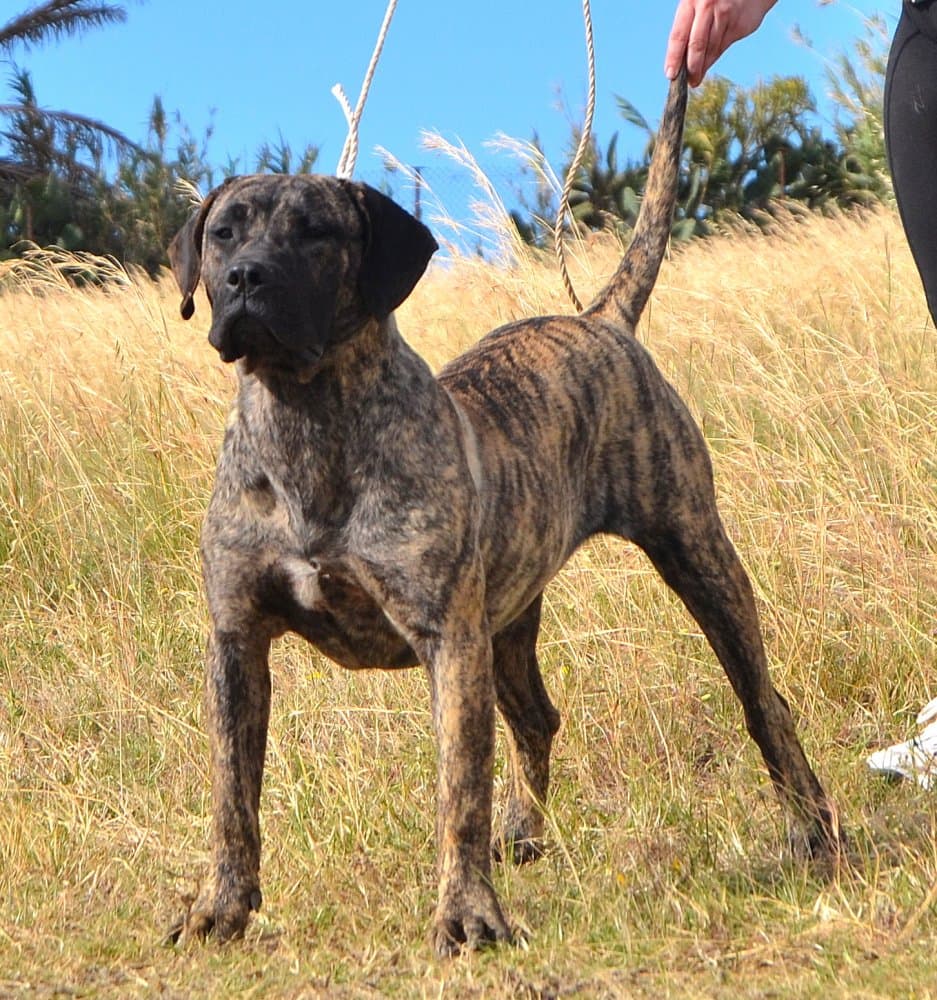 NALA DE LAS JOYAS DEL ATLANTICO 1
