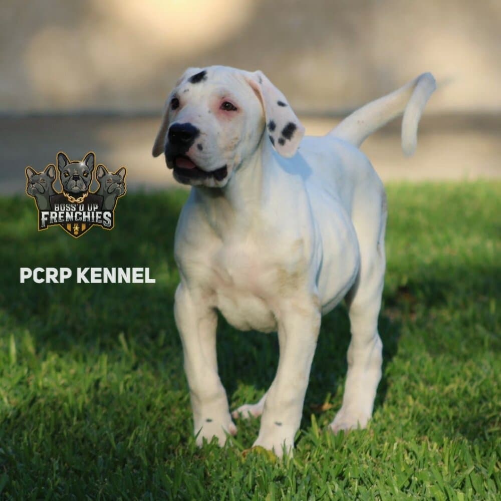 TRIANA DE PCRP KENNEL 1