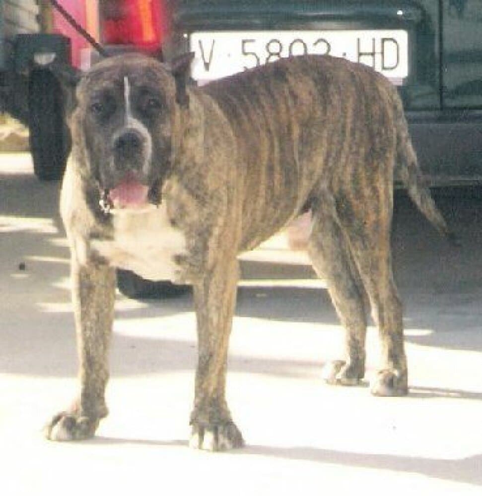 BRUCO DE MAYANTIGOT 1