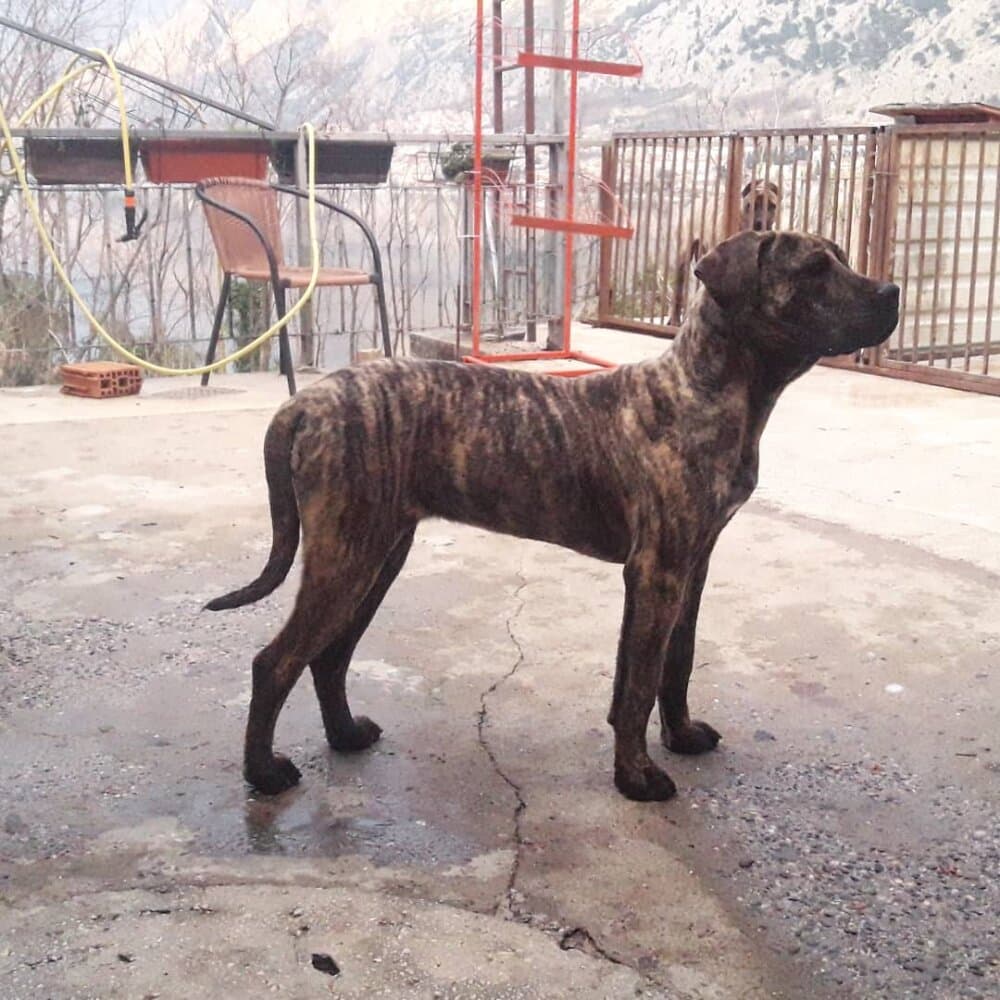 CRISTAL ARDOR BULL 1