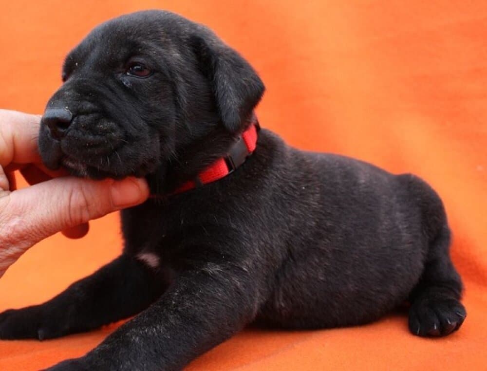 BOSS BULL CANARIO SOFIA 1