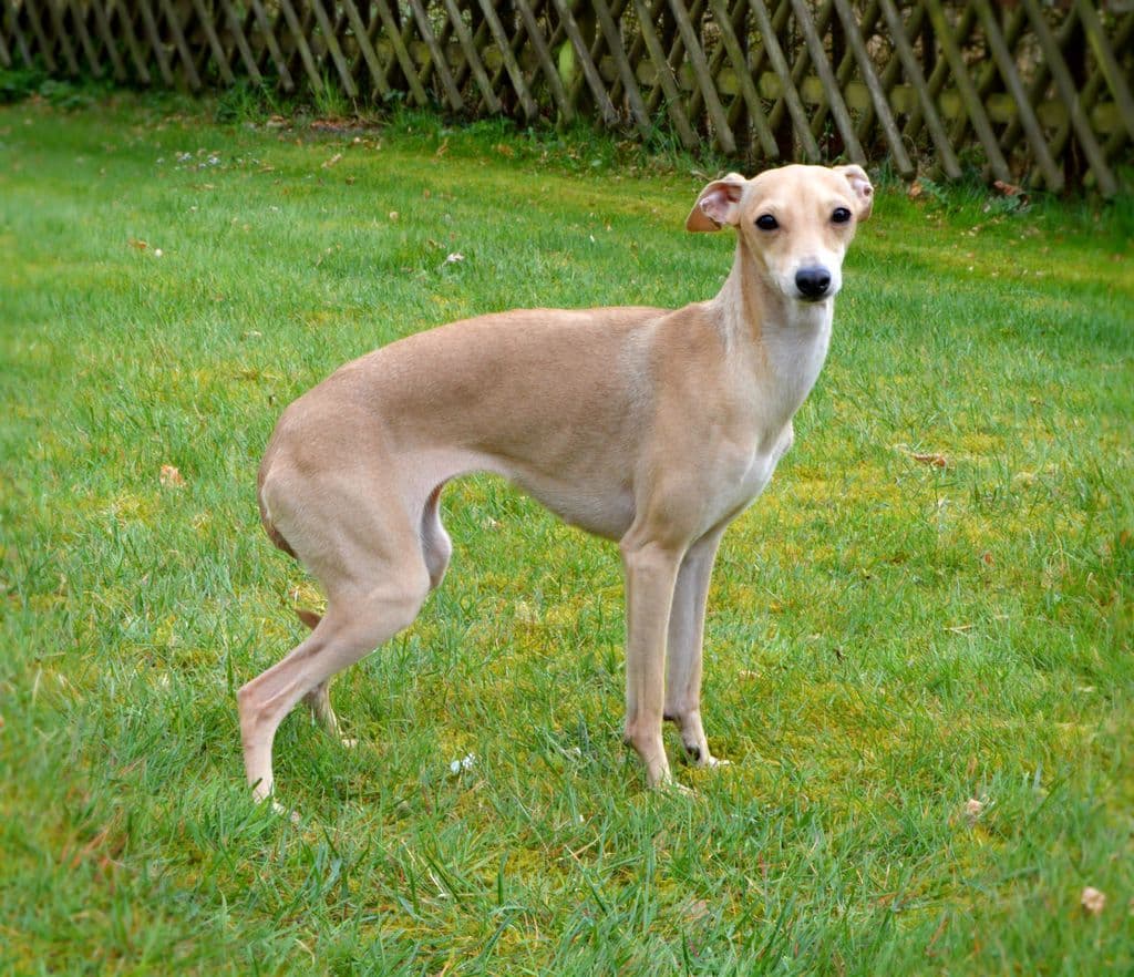 Jemma Des Princes De Minos 1