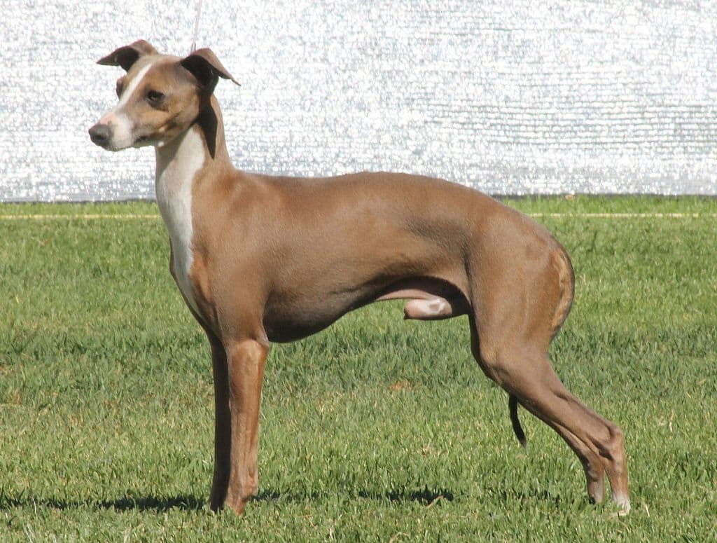 Tunamara Donnybrook 1