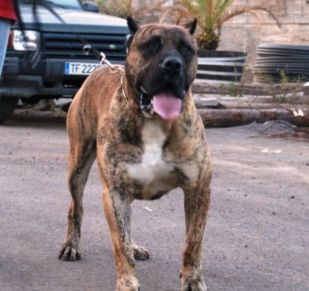 Faycan 1
