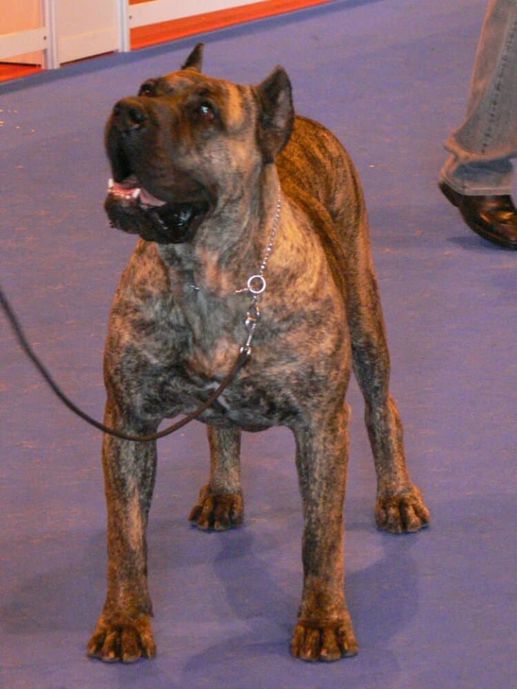 PAPAYA DE FENCING DOGS 1