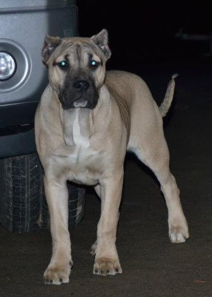 SIMBA DE PRESA CAN 1