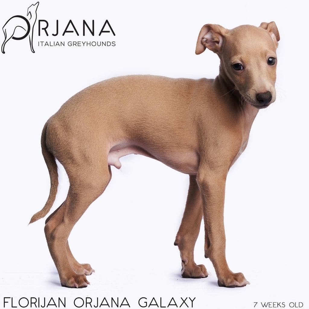 Florijan Orjana Galaxy 1