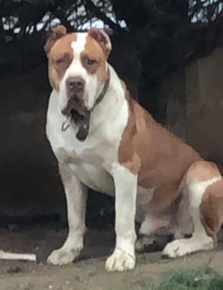 ROCKY DE PRESACAN 1