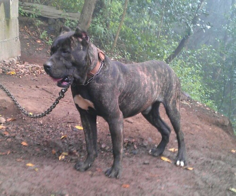 AFUR DE PERRO DE LA TIERRA 1