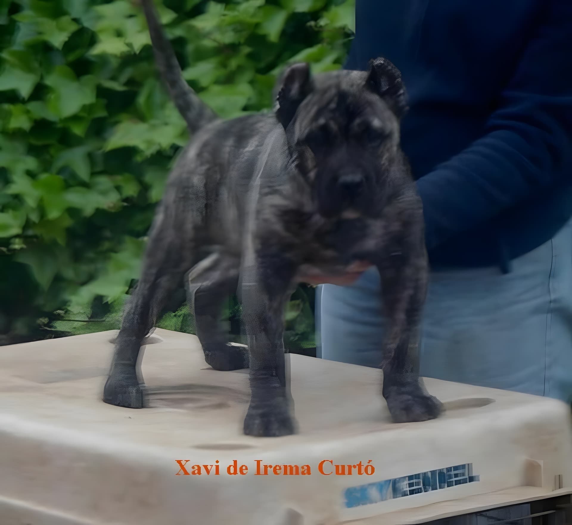 XAVI DE IREMA CURTO 1
