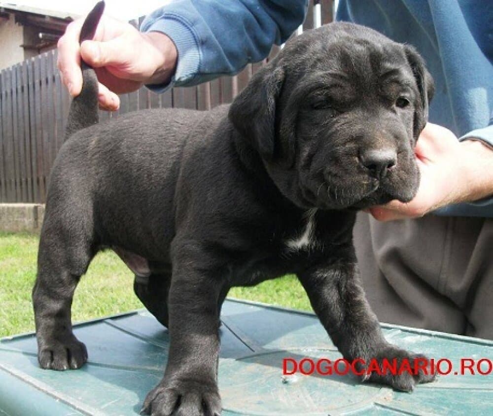 BOSS BULL CANARIO DIABLO 1
