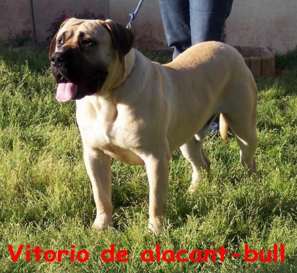 VITORIO DE ALACANT BULL 1