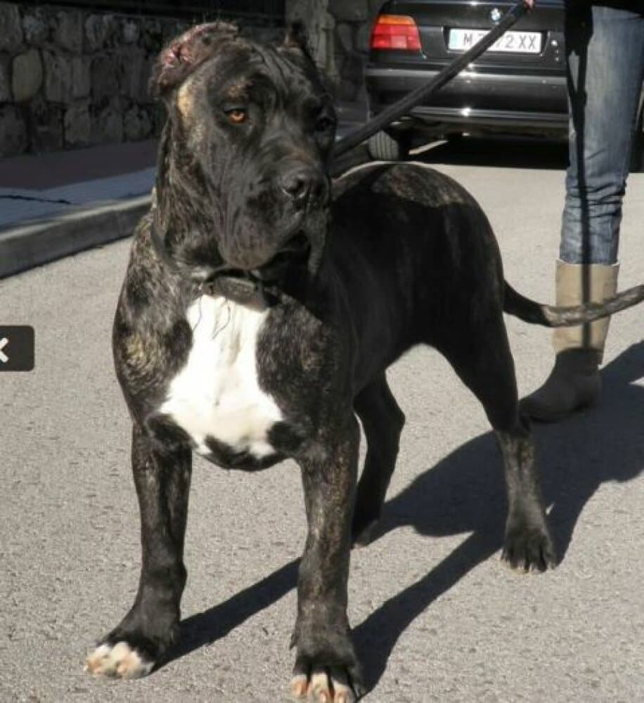 JIGSAW PERRO DE PRESA DE BECERRIL (EROS/EKI) 1