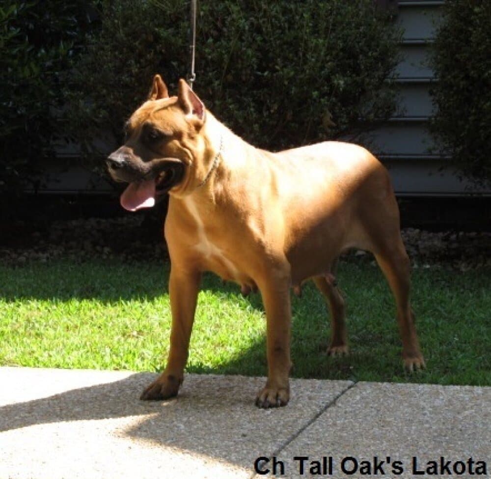 LAKOTA OF TALL OAKS 1