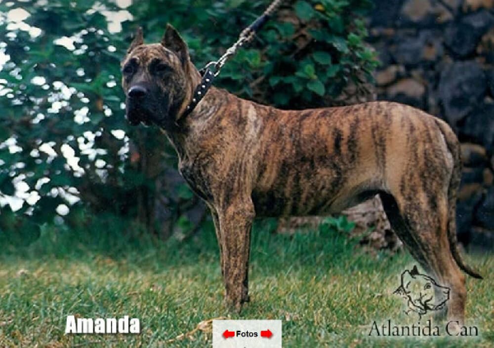 AMANDA DE ATLANTIDA CAN 1