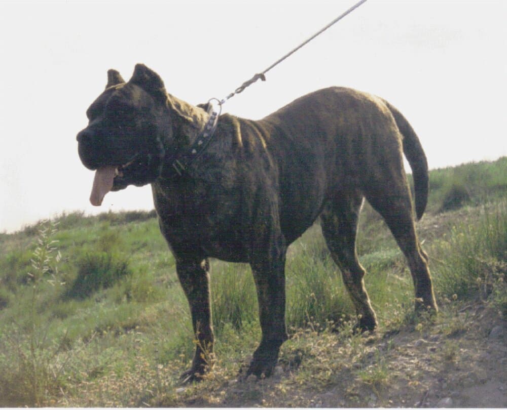 GUANA DE CASA DEL PRESA (1997) 1