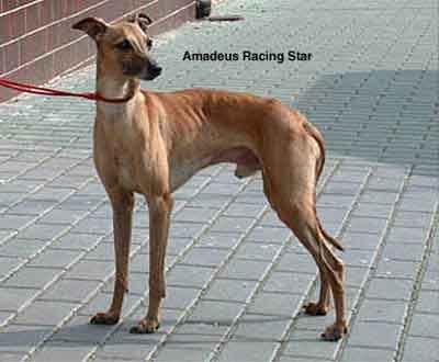 Amadeus Racing-Star 1