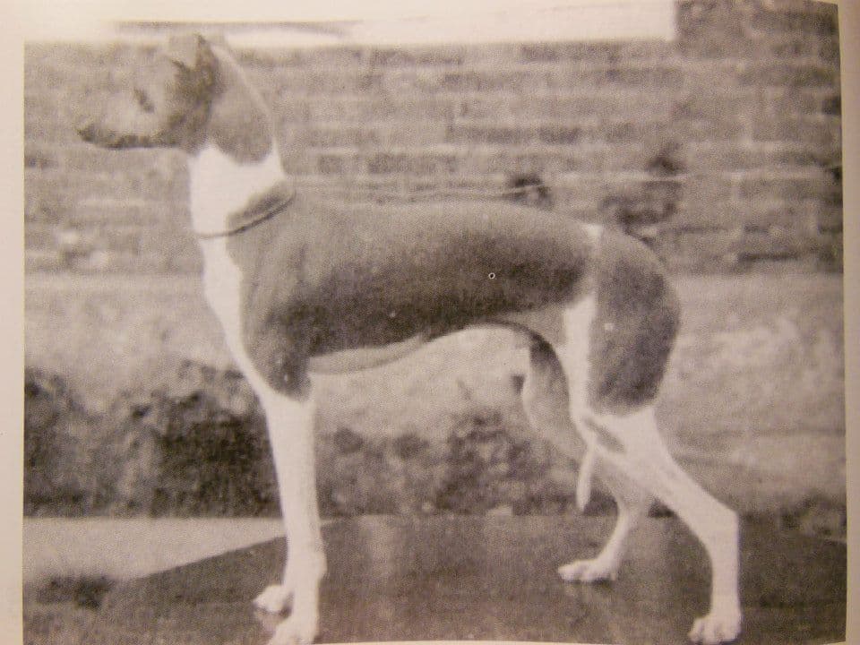 Gualtiero Of Ashgreen 1