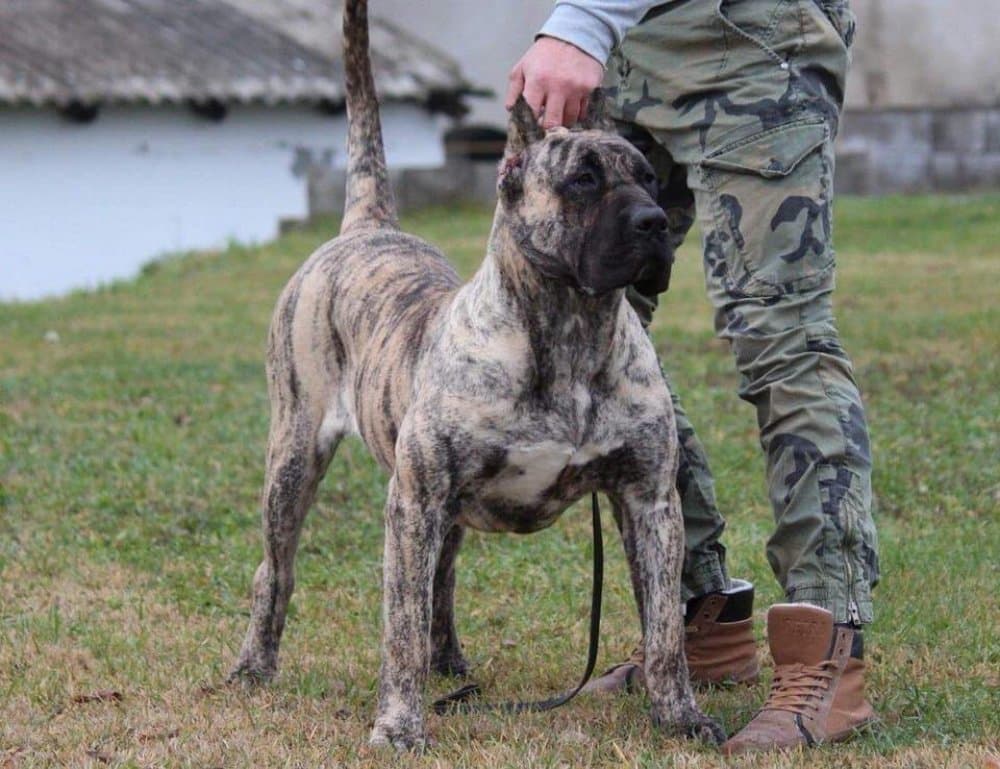 BOSS BULL CANARIO ALBA 1